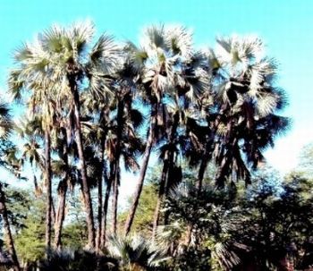 "Mature Lala Palms - Shingwedzi"