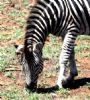 "Burchell's Zebra"