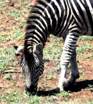 "Burchell's Zebra"
