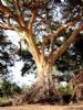 "Sycamore Fig - Kruger National Park"