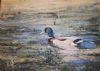 "Mallard Duck"