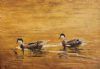 "Red-Billed Teal"