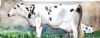 "Cow and Calf"