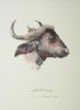 "Buffalo Illustration"