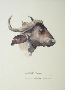 "Buffalo Illustration"