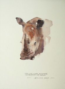 "Square-lipped Rhinoceros"