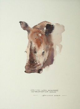 "Square-lipped Rhinoceros"