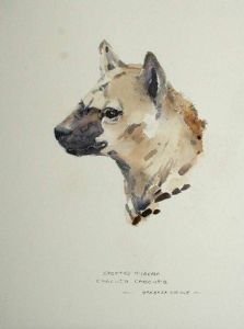 "Spotted Hyena"