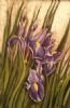 "Iris"