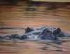 "Hippo Sunset"