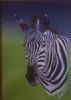 "Zebra 5"