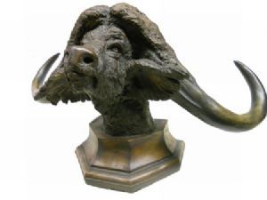 "Buffalo Head"