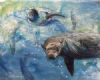 "Swim with Seals"