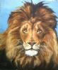 "Portrait of a Male Lion"