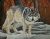 "Grey Wolf"