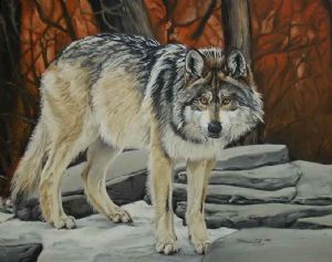 "Grey Wolf"
