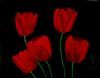 "Tulips"