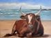 Nguni on the Beach