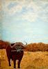 "African Buffalo"