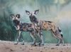 "Wild Dogs - Endangered Species"