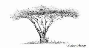 "Acacia Tortillis, Umbrella Thorn"