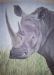 White Rhino Cow