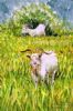 "Goats Small"