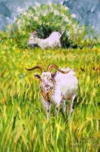 "Goats Small"