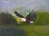 "African Fish Eagle Catching Fish"