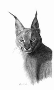 "Caracal"