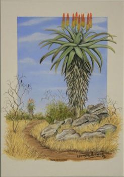"Aloe Afrikana "