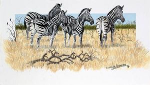 "Zebras"