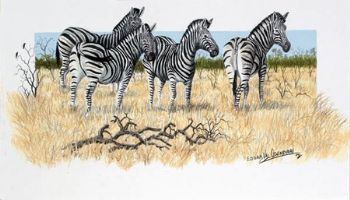 "Zebras"