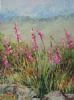 "Kogelberg fynbos"