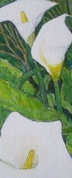 "Arum Lilies 2011"