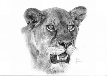 "Lioness"