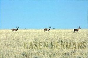"Namibia #04"