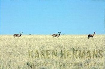 "Namibia #04"