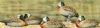 "White-faced Ducks"