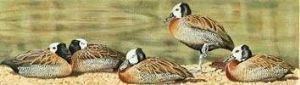 "White-faced Ducks"