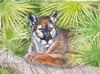 "Florida Panther Amongst the Palmetto"