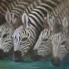 "Zebra Sundowner"