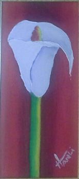 "Arum Lily"