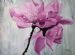 Pink Serenity
