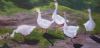 "Five and a Half Geese"