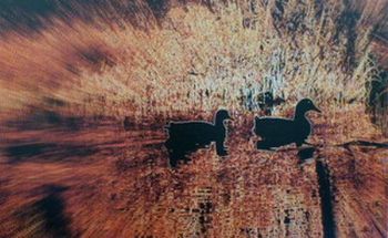 "Ducks"