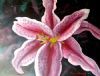 "The Most Beautiful Lily"