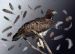 Martial Eagle