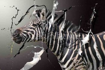 "Grazing Zebra"