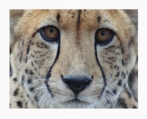 "Africa Wild 1"
